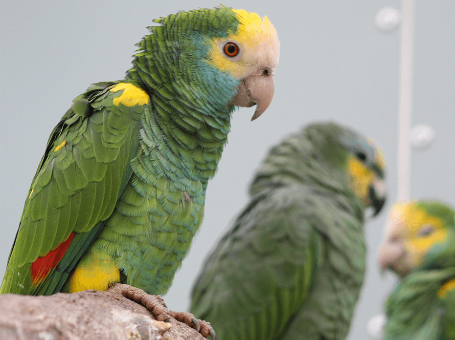 Amazone à épaulettes jaunes 3