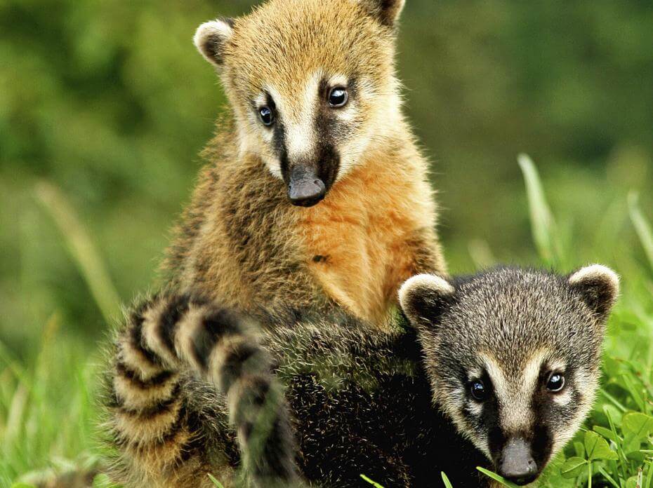 Coatis