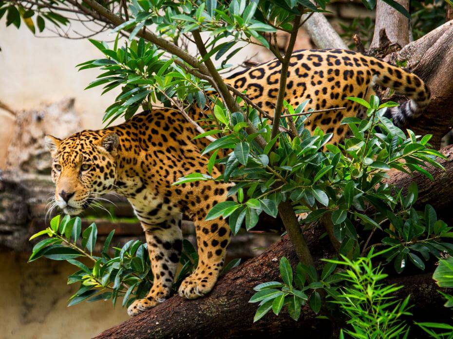 Jaguar dans les arbres