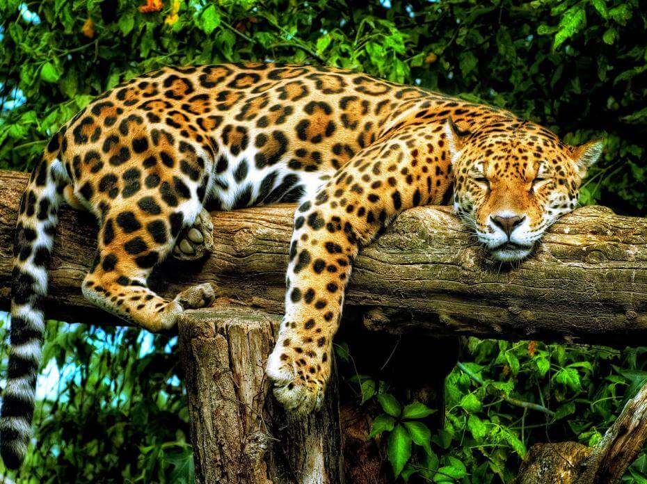 Jaguar dormant sur un arbre