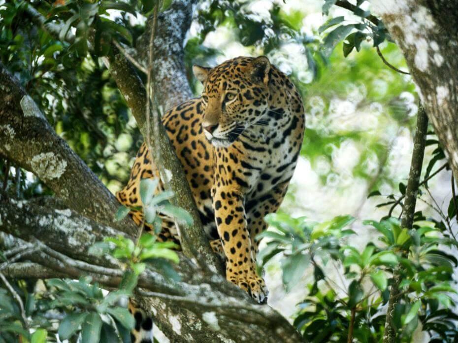 jaguar dans un arbre
