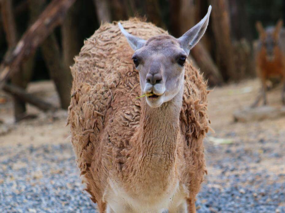 Guanaco