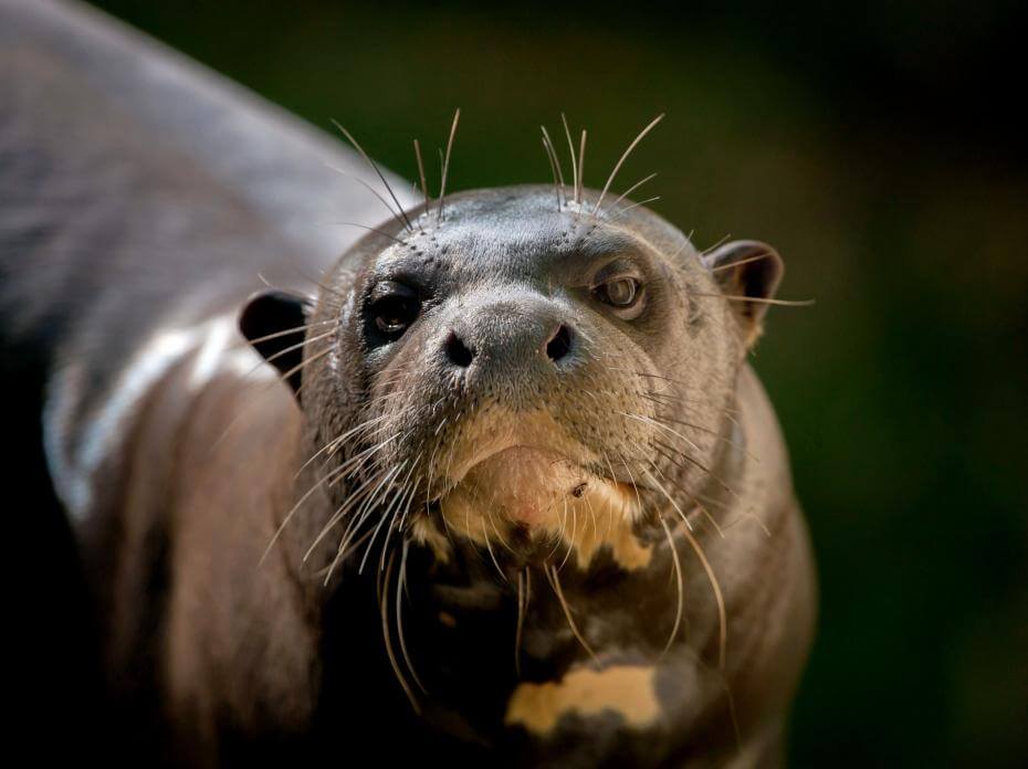 La Loutre Geante I Parrot World La Loutre Geante I Parrot World