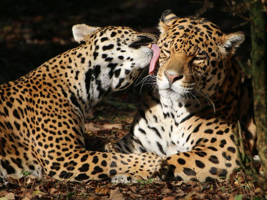 jaguars affectueux