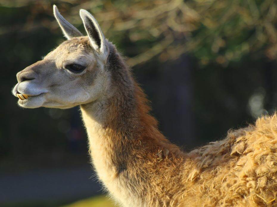 Guanaco