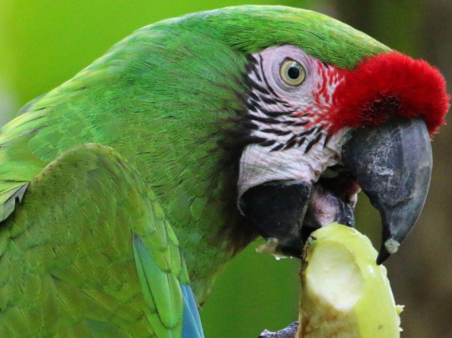 ara militaire qui mange
