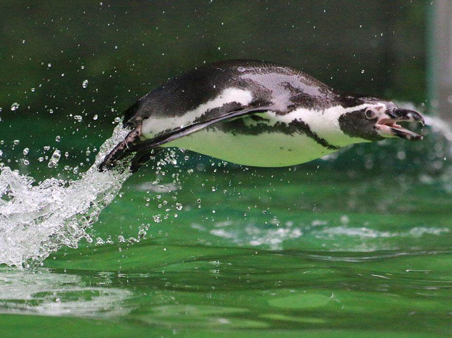 manchot de humboldt saut hors de l'eau