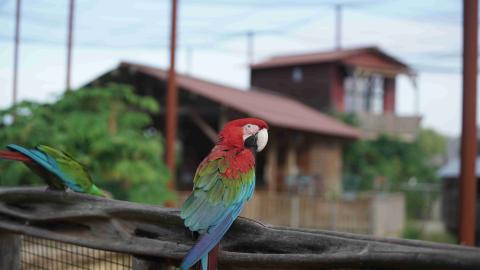 Parrot World- Ara Chloroptère