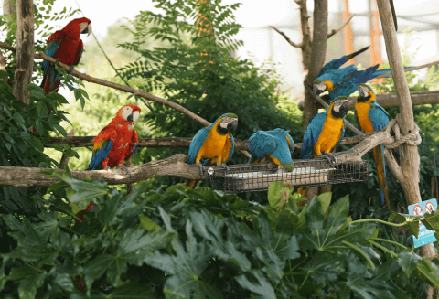perroquets