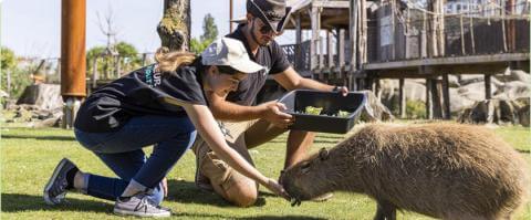 soigneur d'un jour capybara