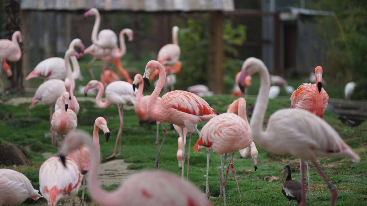 Parrot World - Flammant 20