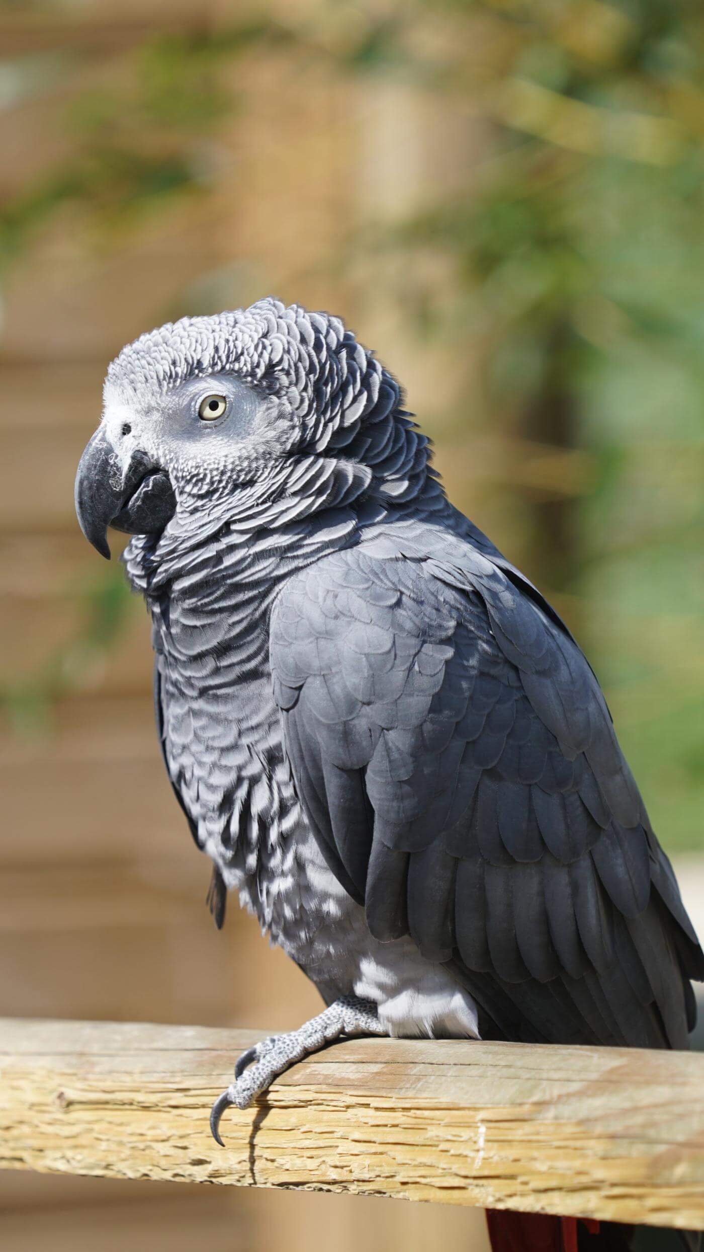 Parrot World - Gris du Gabon 4