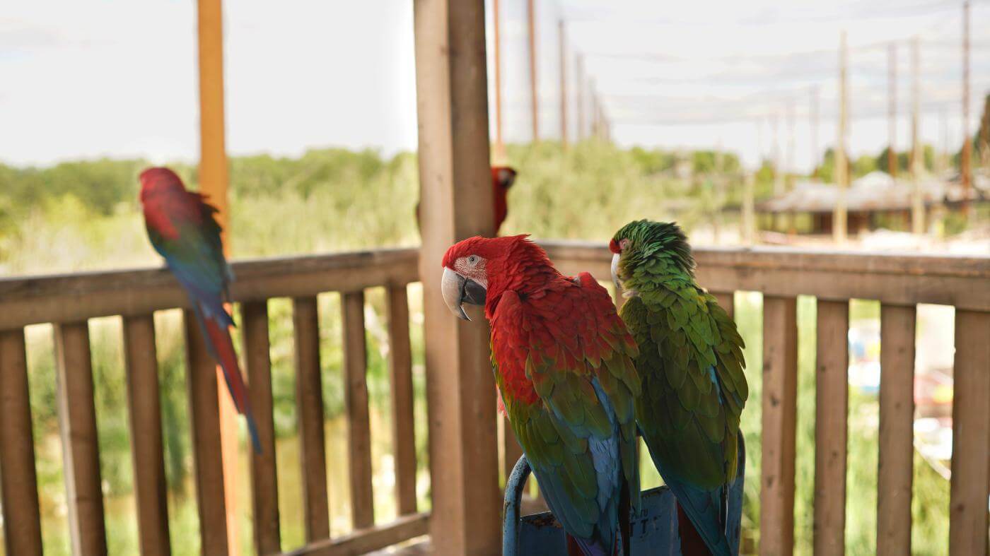 Parrot World - Lodge 10