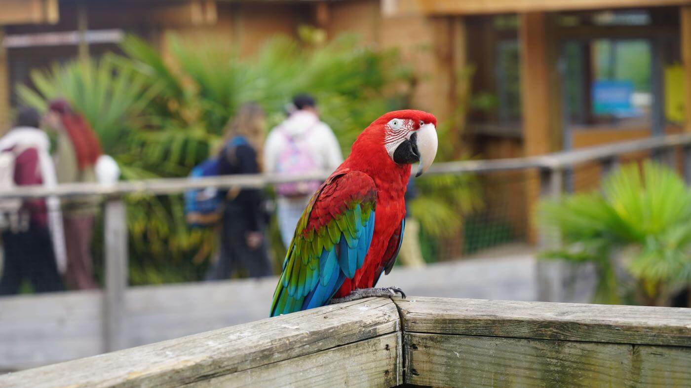 Parrot World - Newsletter 2