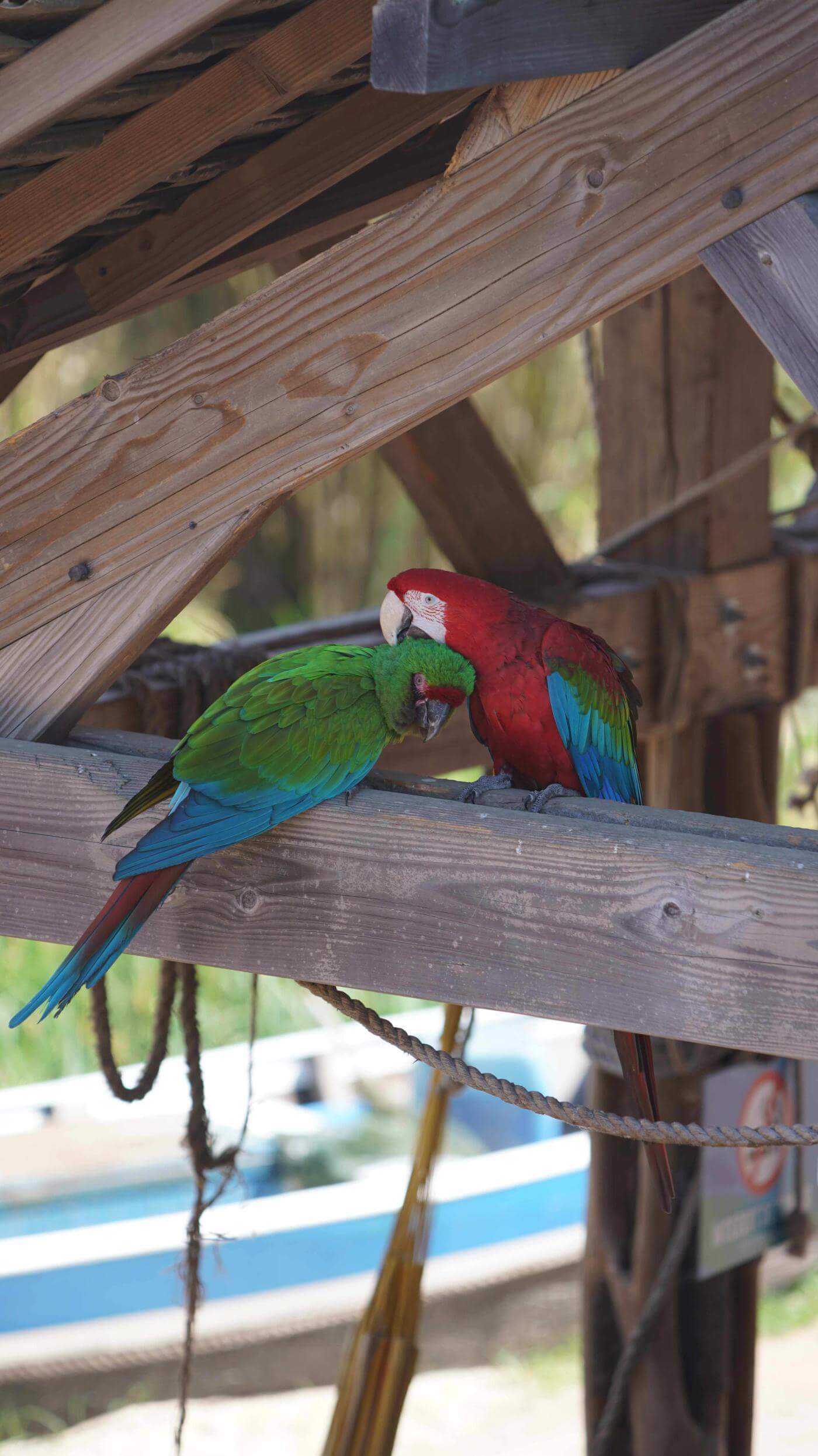 Parrot World - Perroquet 16