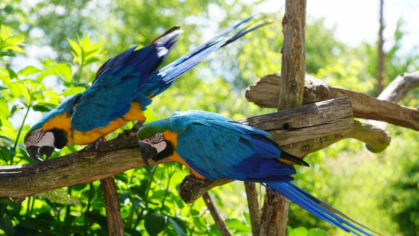 Parrot World - Perroquet 34