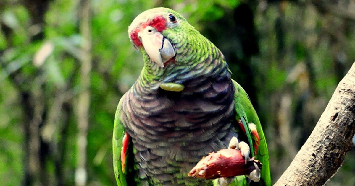 Amazone vineuse I Parrot World