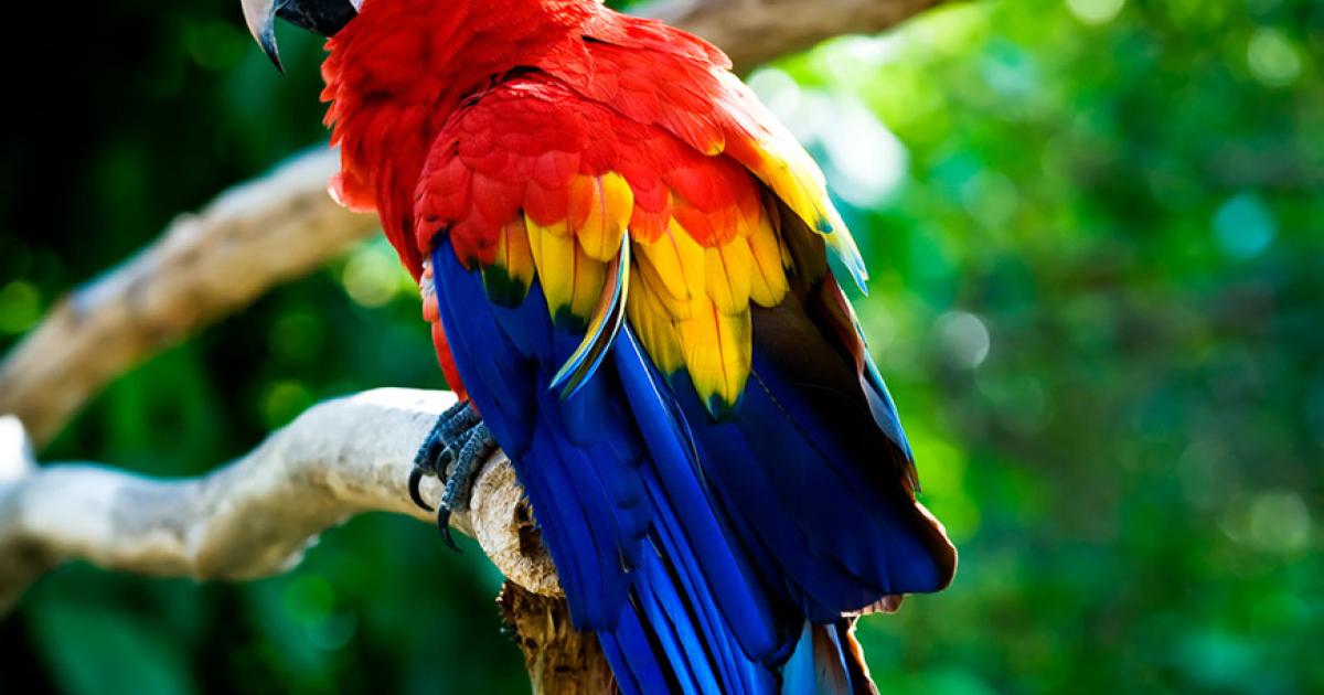 L Ara Rouge I Parrot World