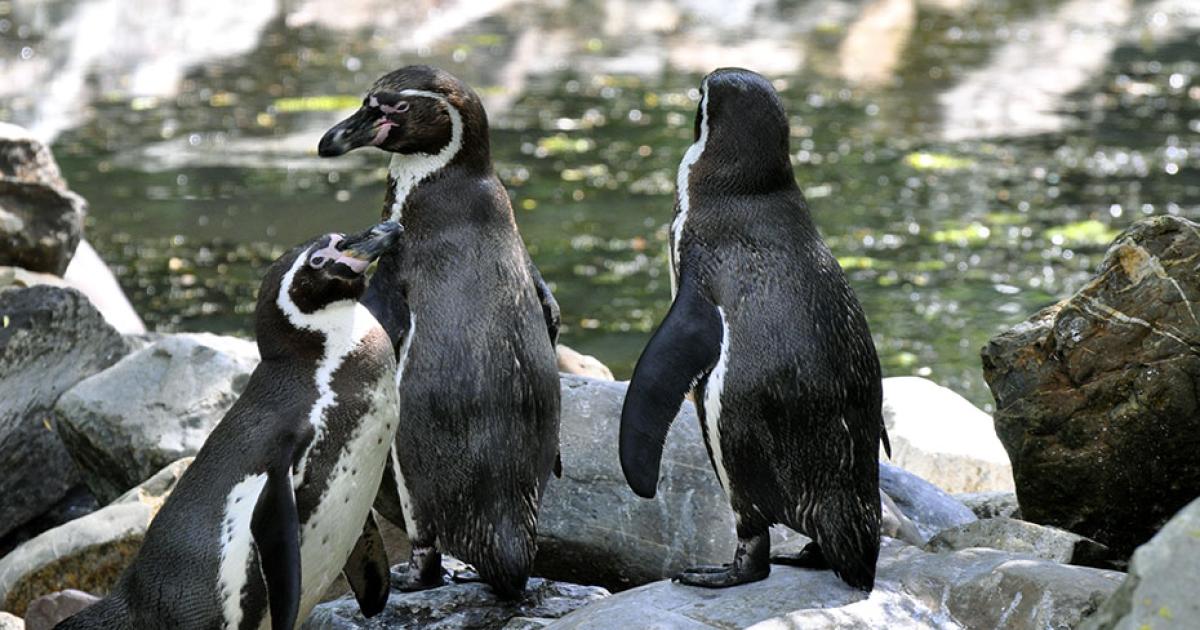 L Arrivee Des Manchots Parrot World