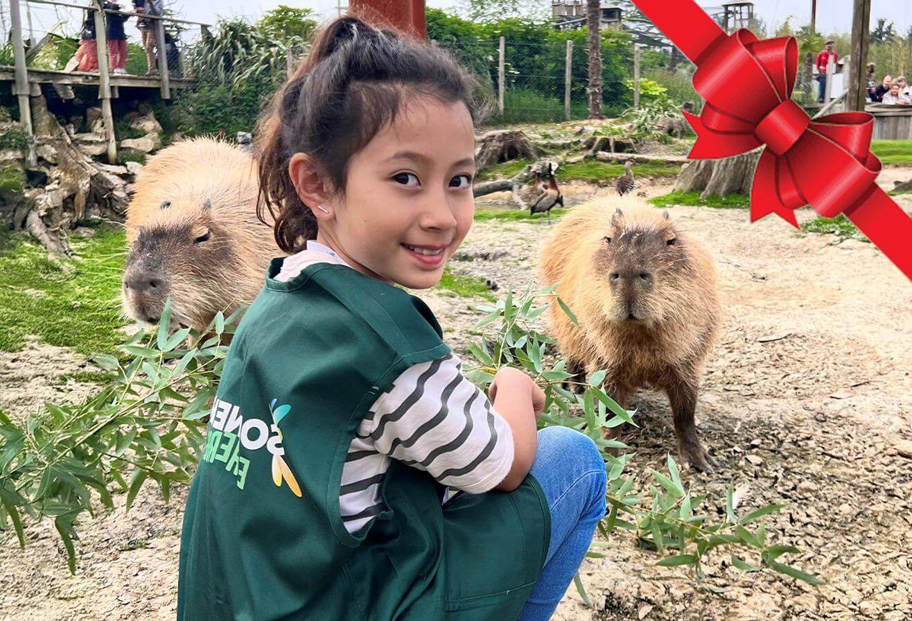 Soigneur en Herbe idée cadeaux de Noël capybaras - Parrot World