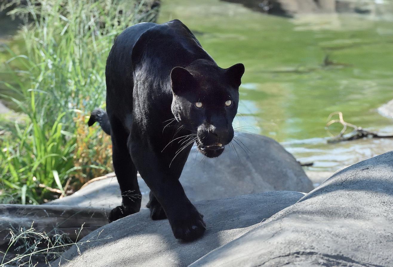 jaguar parrot world