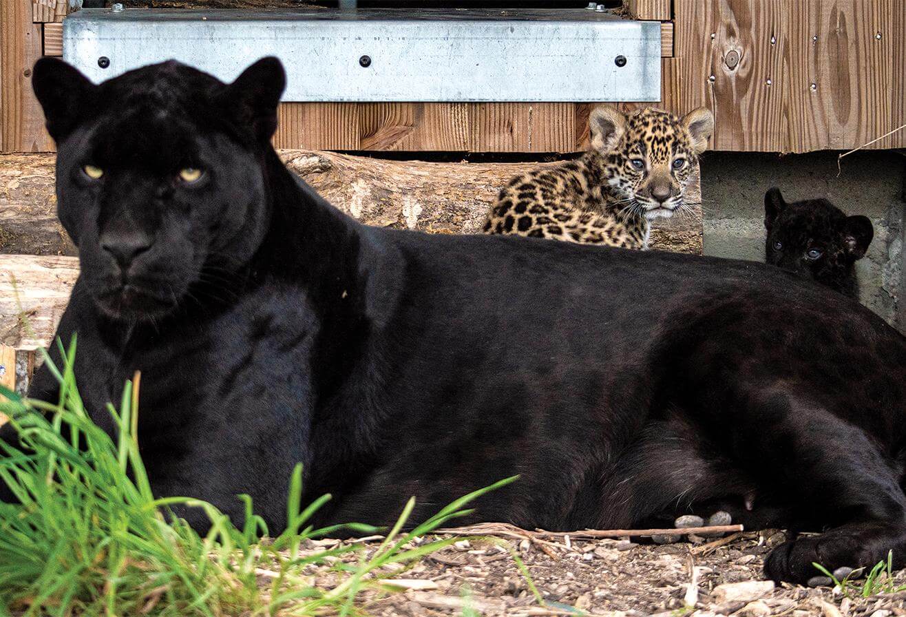 Naissance bébés jaguar Parrot World 2023