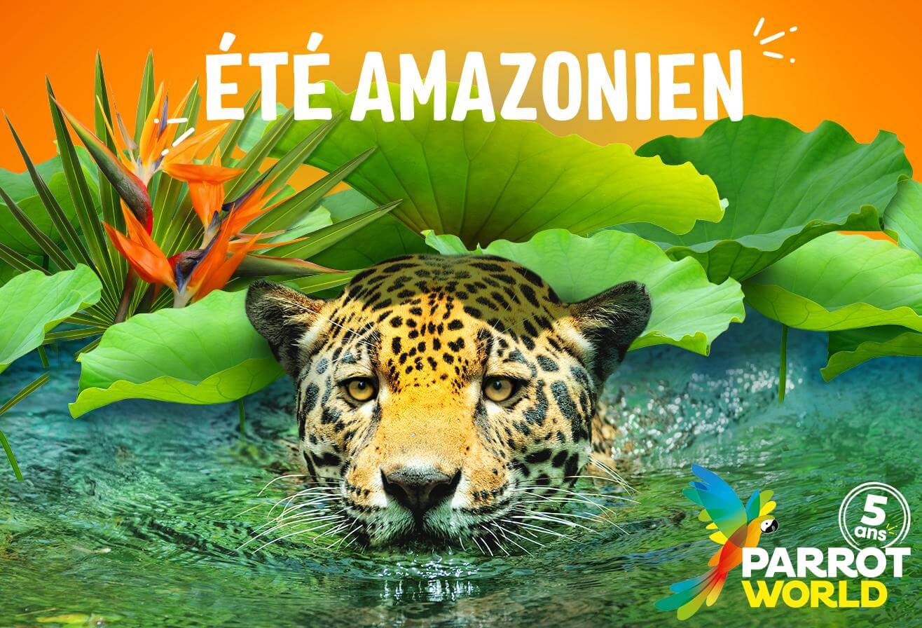 Ete_Amazonien_2025_Jaguar Parrot World