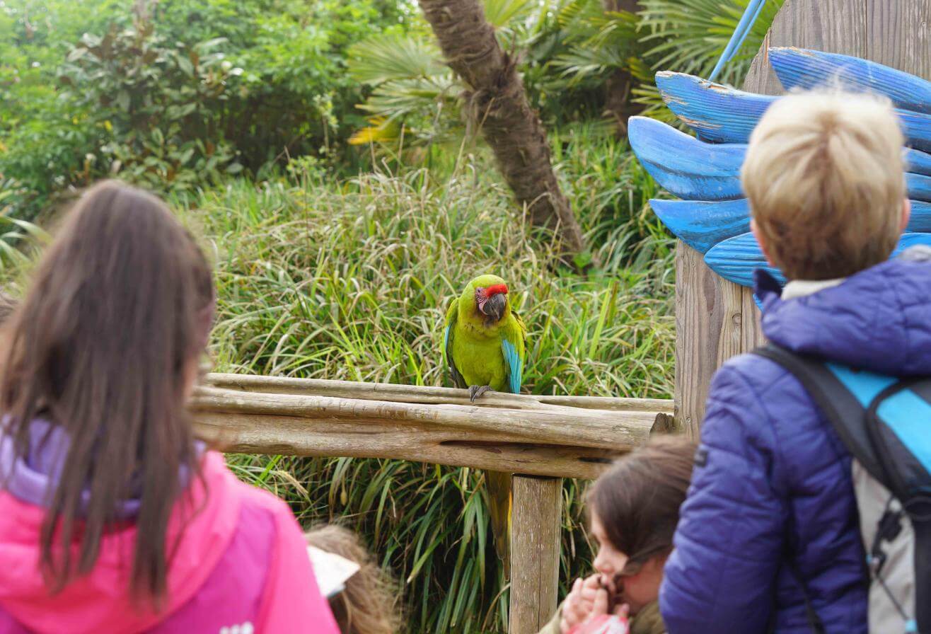 Parrot World - Immersion 16