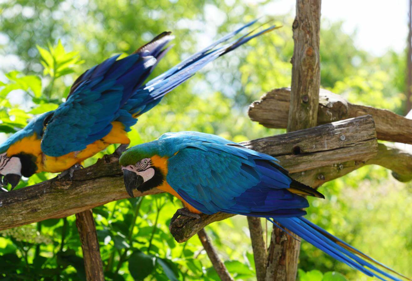 Parrot World - Perroquet 34