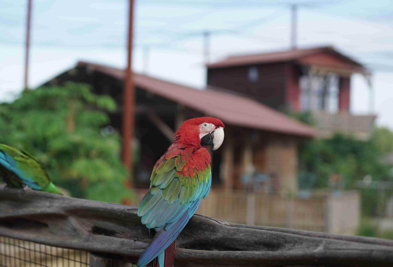 Parrot World - parc animalier immersif proche de Paris grande volière amazonienne