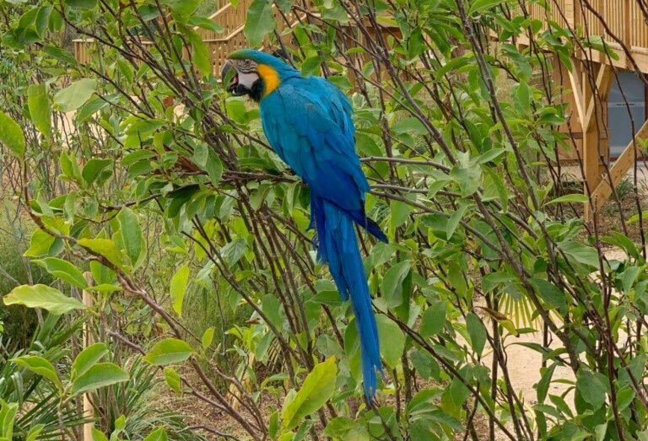 perroquet bleu perché sur un arbre au parc Parrot World