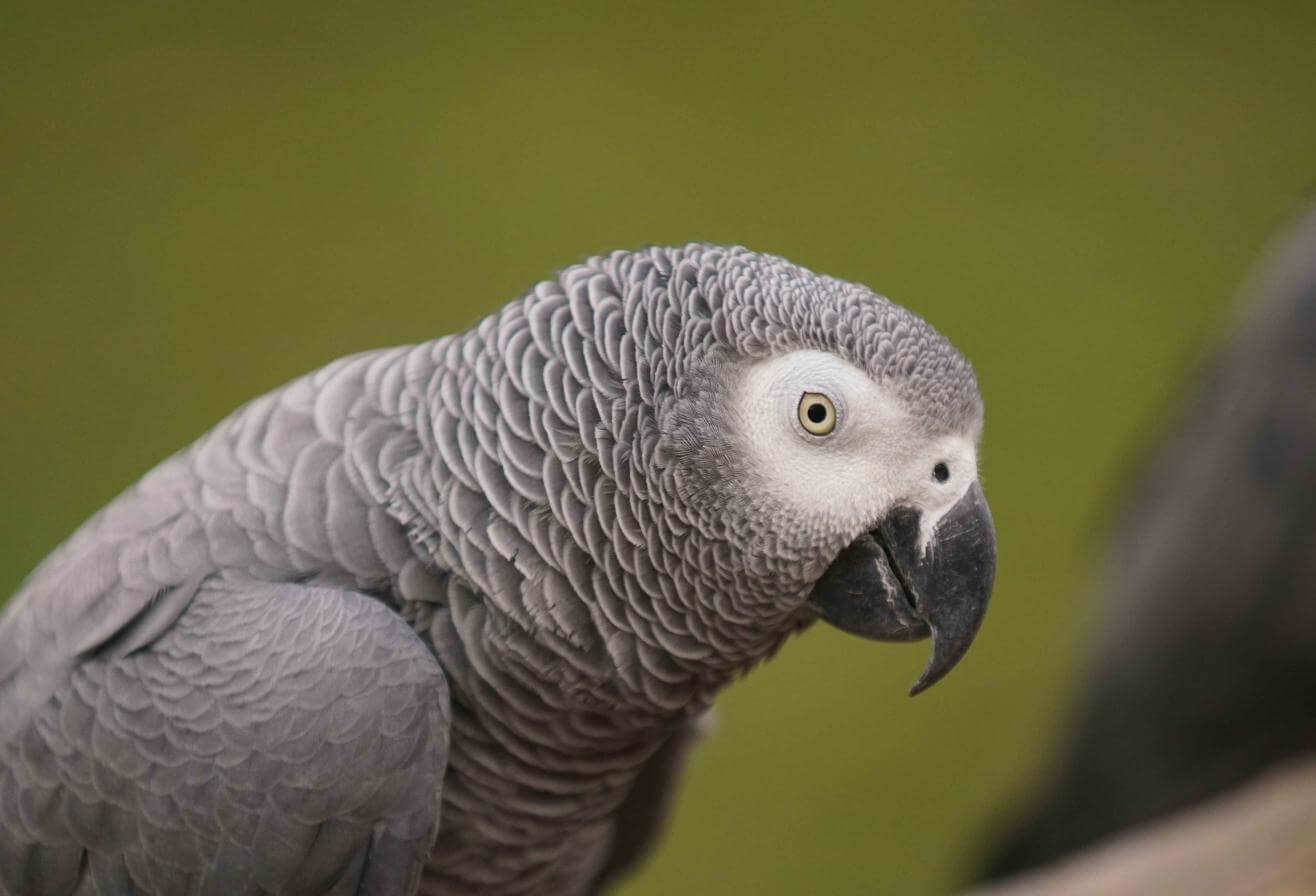 Perroquet gris du Gabon
