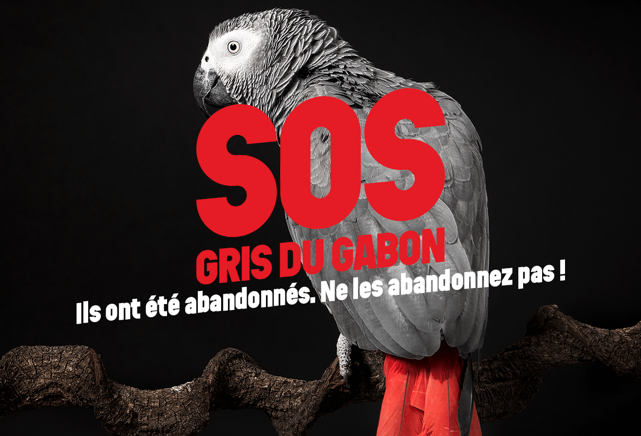 SOS GRIS DU GABON