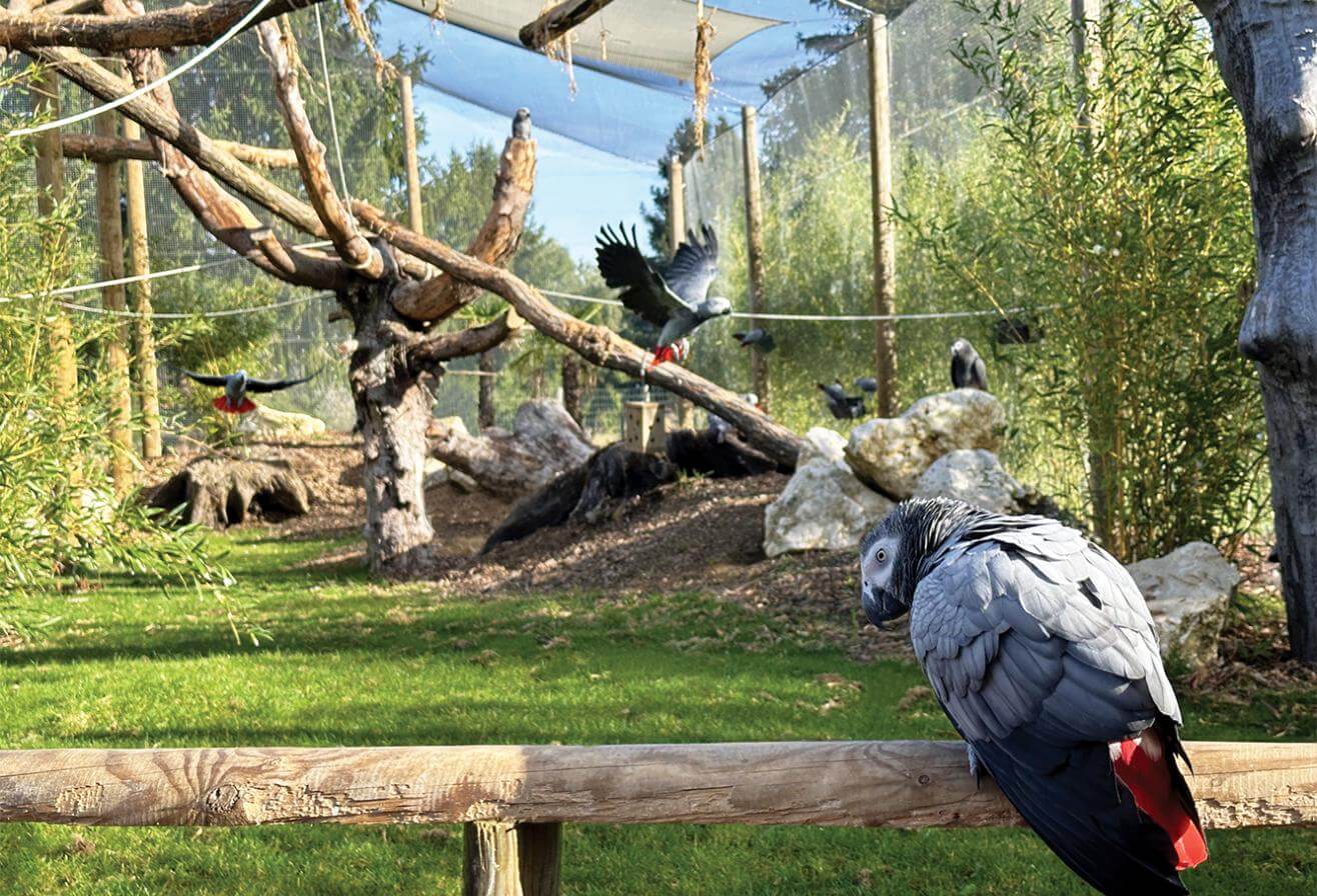 Volière Refuge de Gris du Gabon - Parrot World