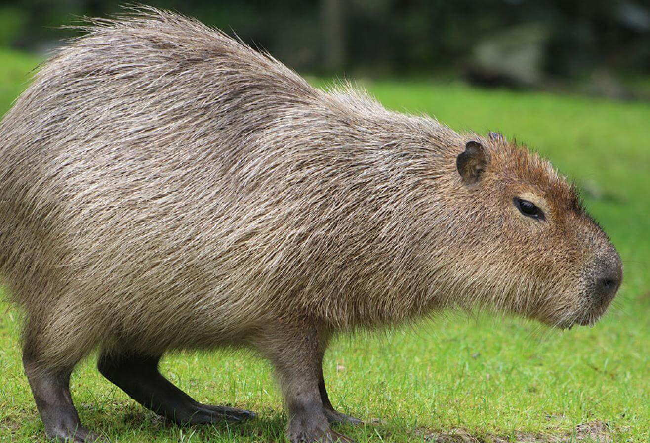 Capybara