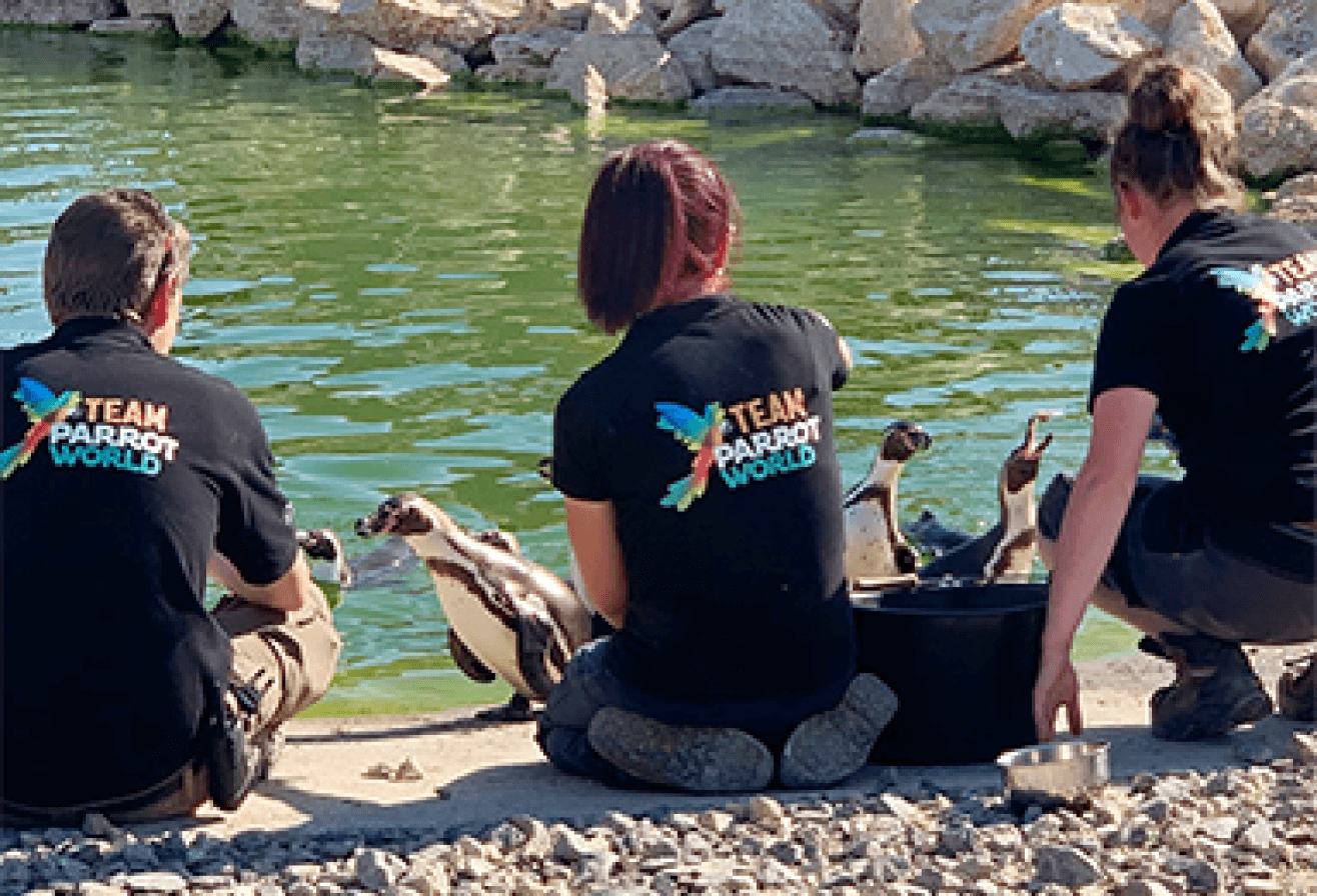 nourrissage_manchots_de_humboldt