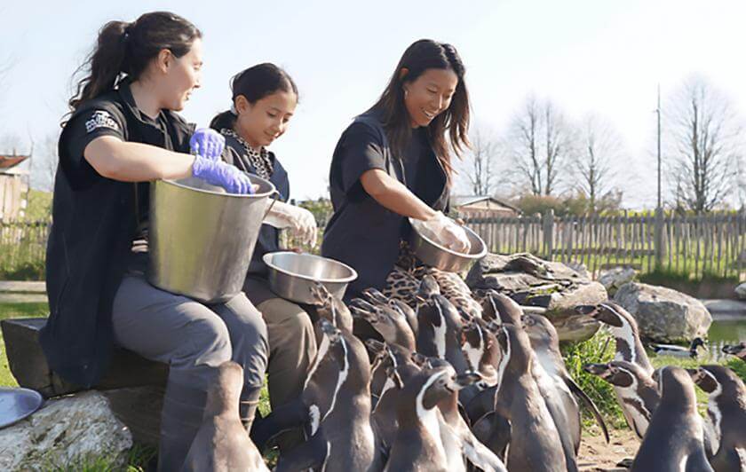 Activité Nourrir les Manchots à Parrot World - Que faire pour le pont de l'Ascension 2026 en Île-de-France