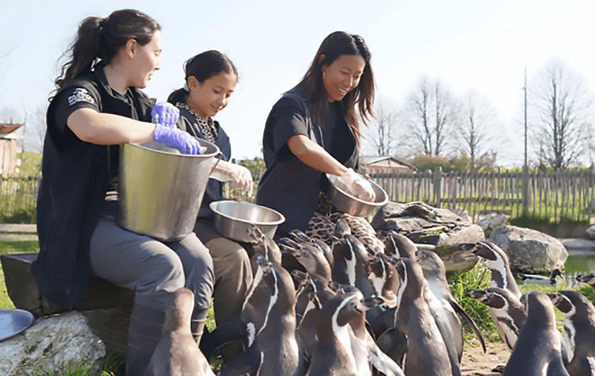 Activité Nourrir les Manchots à Parrot World - Que faire pour les vacances d'été 2026 en Île-de-France