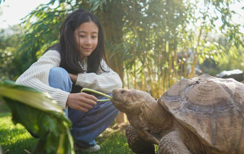 Activité Nourrir les Tortues à Parrot World - Que faire pour le pont de l'Ascension 2026 en Île-de-France