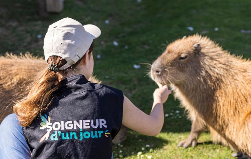 Activités en Île-de-France pour approcher les animaux - Capybaras Soigneur d'un Jour - Que faire pour le pont de l'Ascension 2026 en Île-de-France