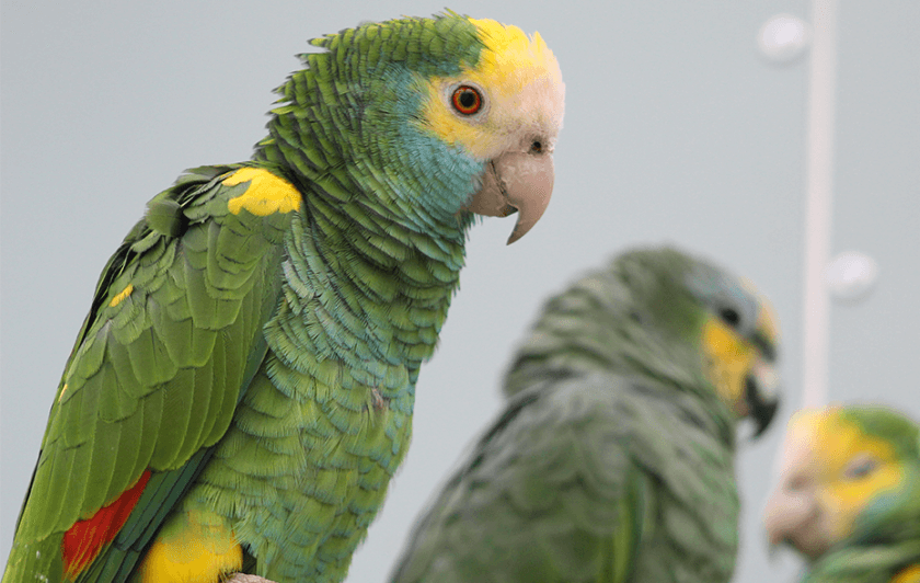 Amazone à épaulettes jaunes 3