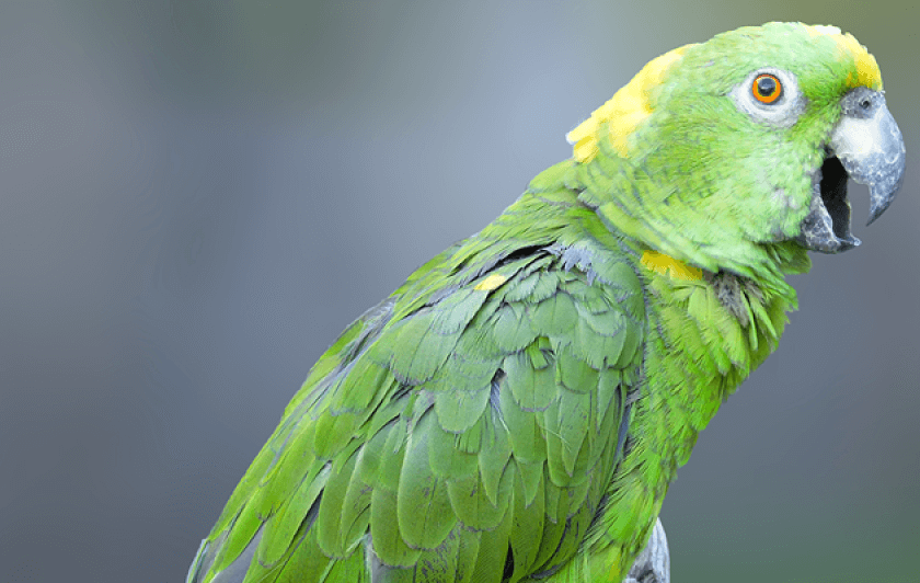 Amazone à nuque d'or