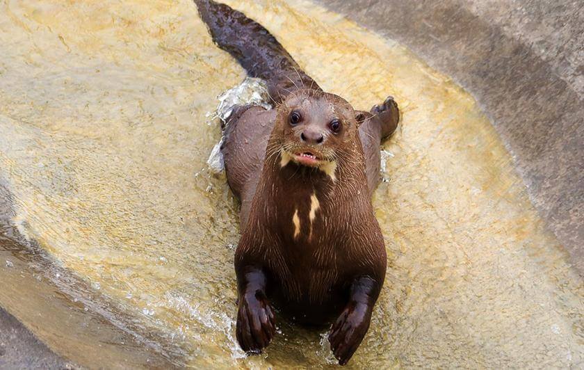 Bahia Loutres géantes Parrot World - Christelle Courtot