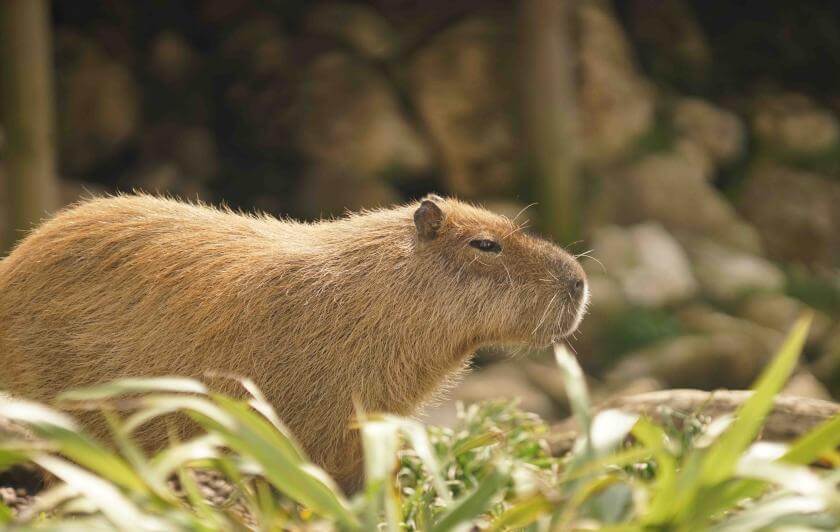 Capybara