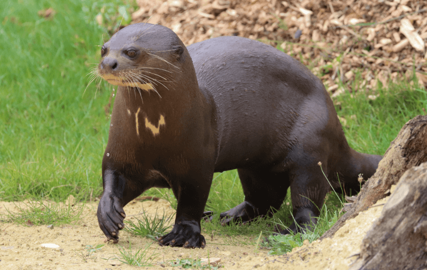 Loutre géante
