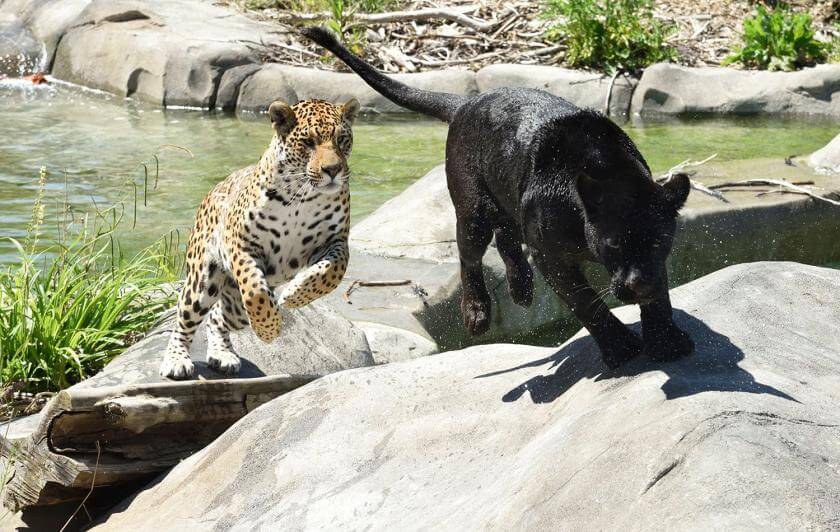 Parrot World - Emma & Ti Punch Jaguars ©Jean-Paul GERI