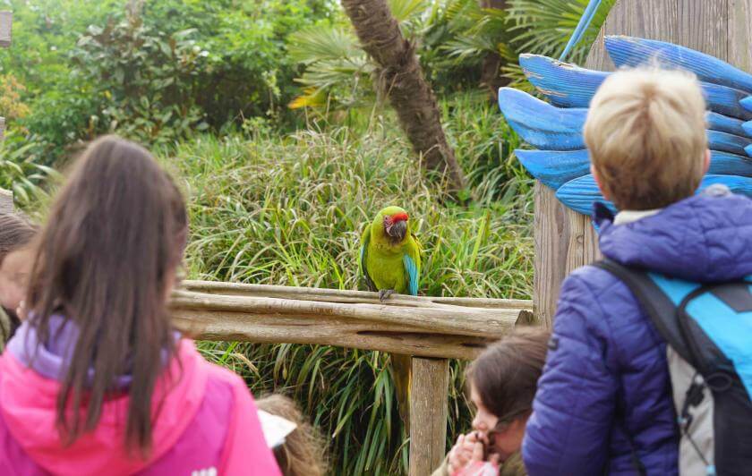 Parrot World - Immersion 16