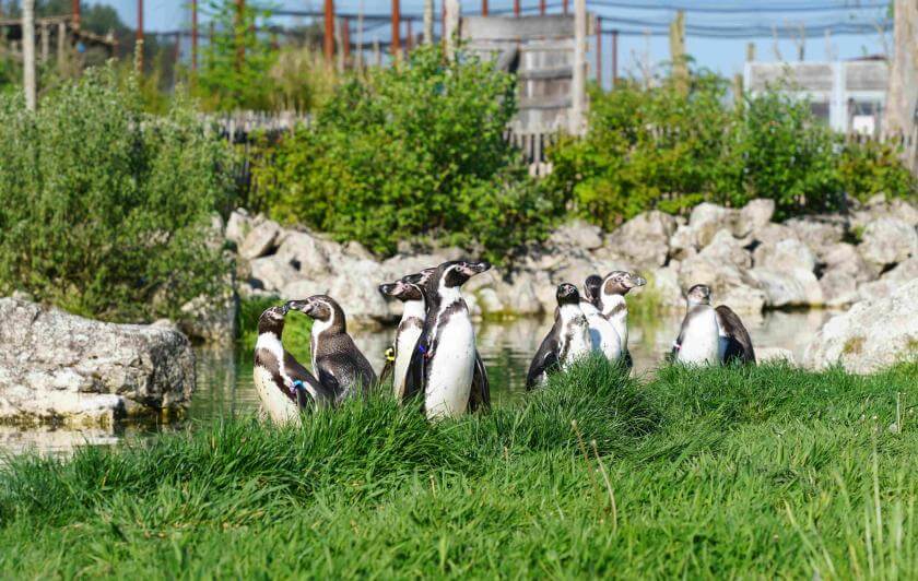 Parrot World - Manchots 4