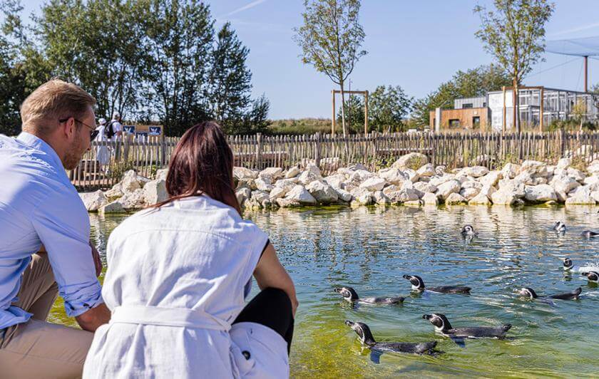 Parrot World - Rencontre avec les manchots ©Ronan ROCHER