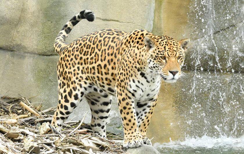 Parrot World - Ti Punch Jaguars ©Jean-Paul GERI